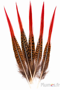 Goldfasan Sprössel - 15-20 cm - rot-natur